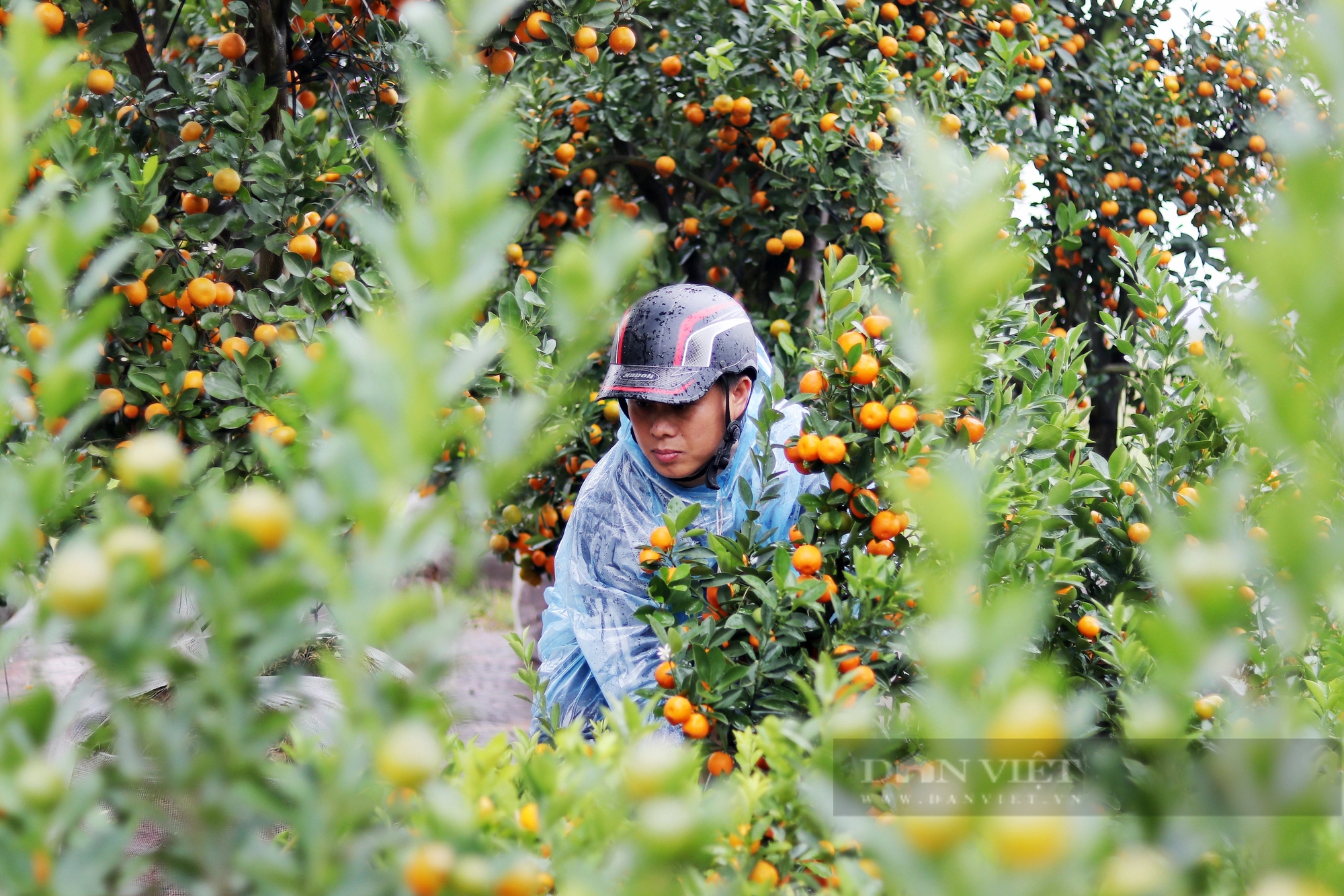 Hà Tĩnh: Nhộn nhịp thị trường cây cảnh Tết Giáp Thìn 2024, cây quất "độc, lạ" được rao bán gần 100 triệu đồng- Ảnh 8.