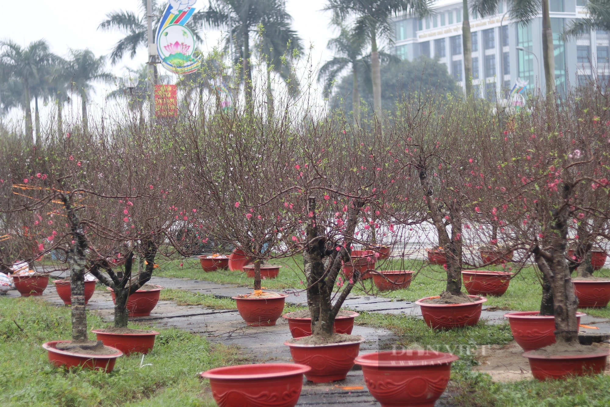 Hà Tĩnh: Nhộn nhịp thị trường cây cảnh Tết Giáp Thìn 2024, cây quất "độc, lạ" được rao bán gần 100 triệu đồng- Ảnh 16.