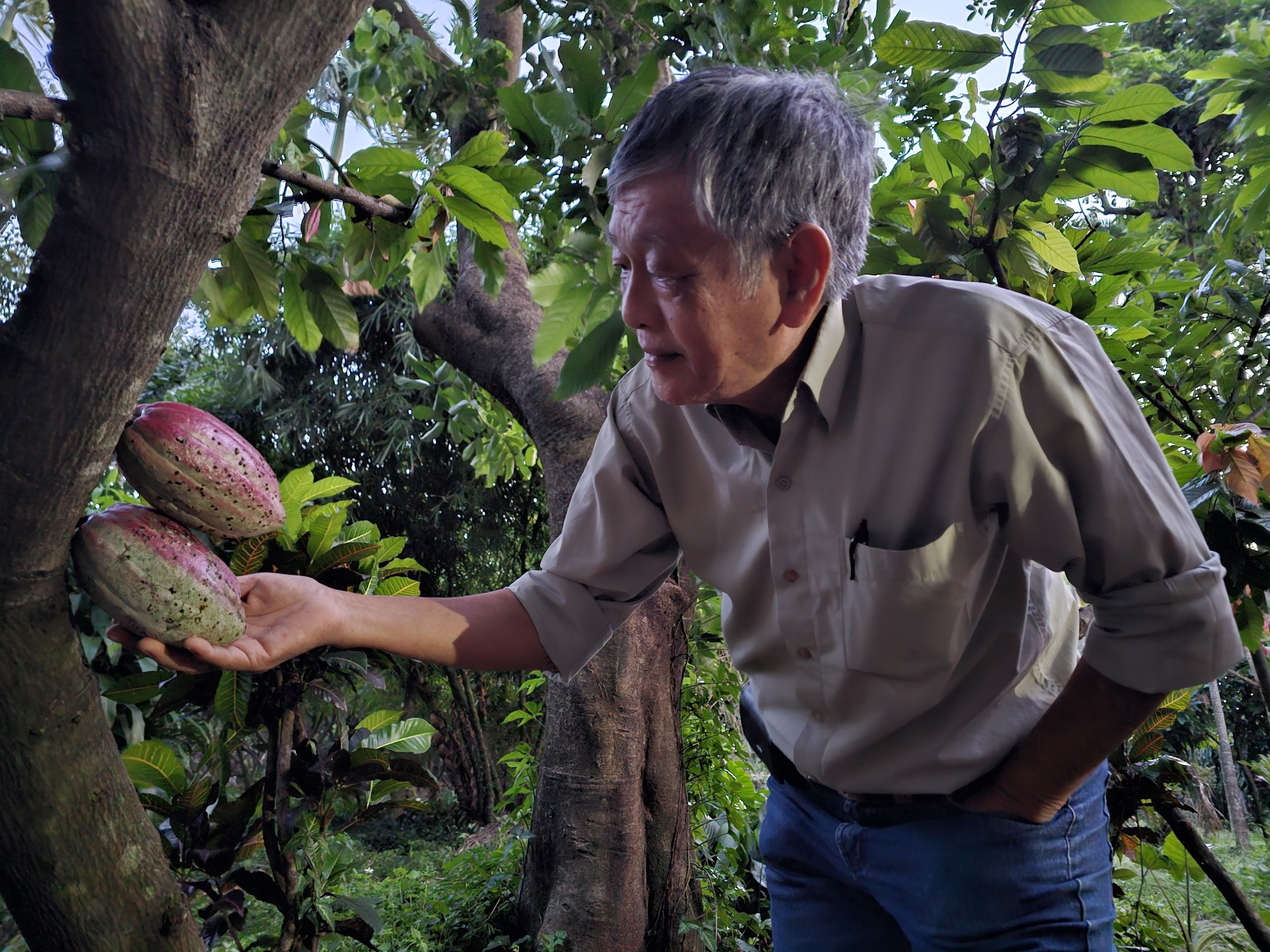 Ở giữa Buôn Ma Thuột có vườn cacao độc lạ chưa từng thấy, khách đến thưởng thức là không muốn về- Ảnh 1.