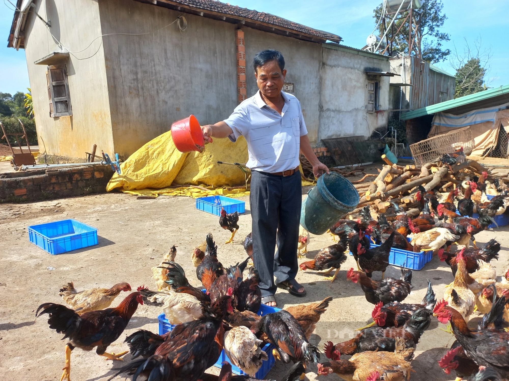 Một nông dân Gia Lai nuôi sâu canxi thành công, cho gà ăn sâu, con nào cũng đẹp, thịt ngon- Ảnh 5.