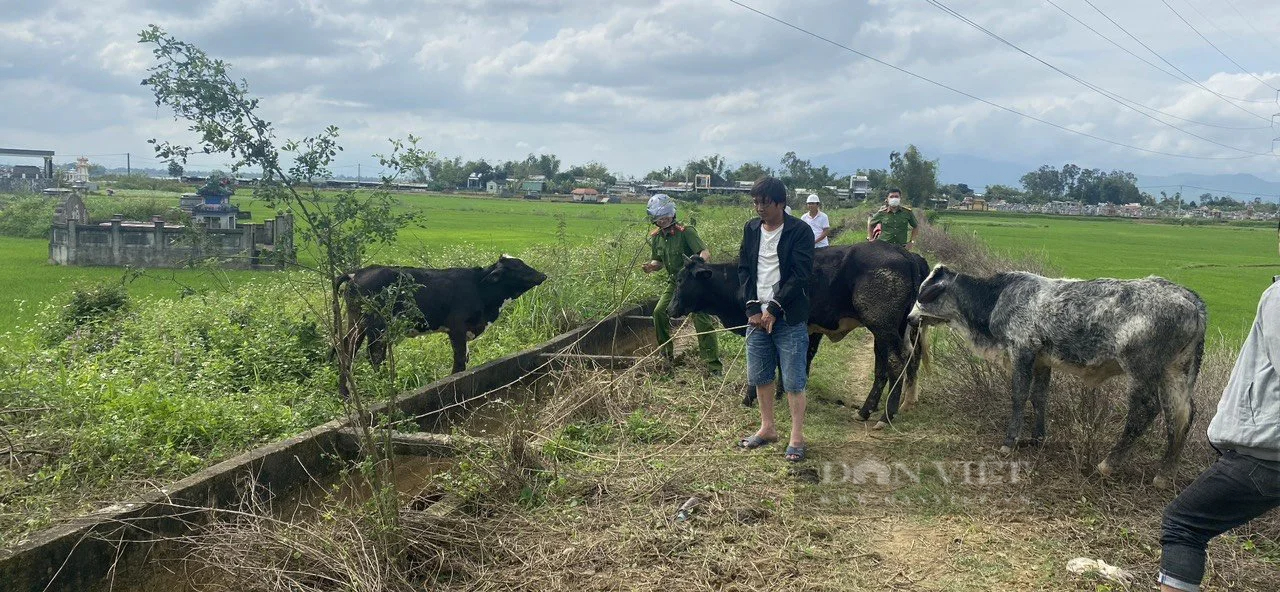 Bắt nhanh đối tượng trộm một lúc 7 con bò của nông dân ở Quảng Nam- Ảnh 2.