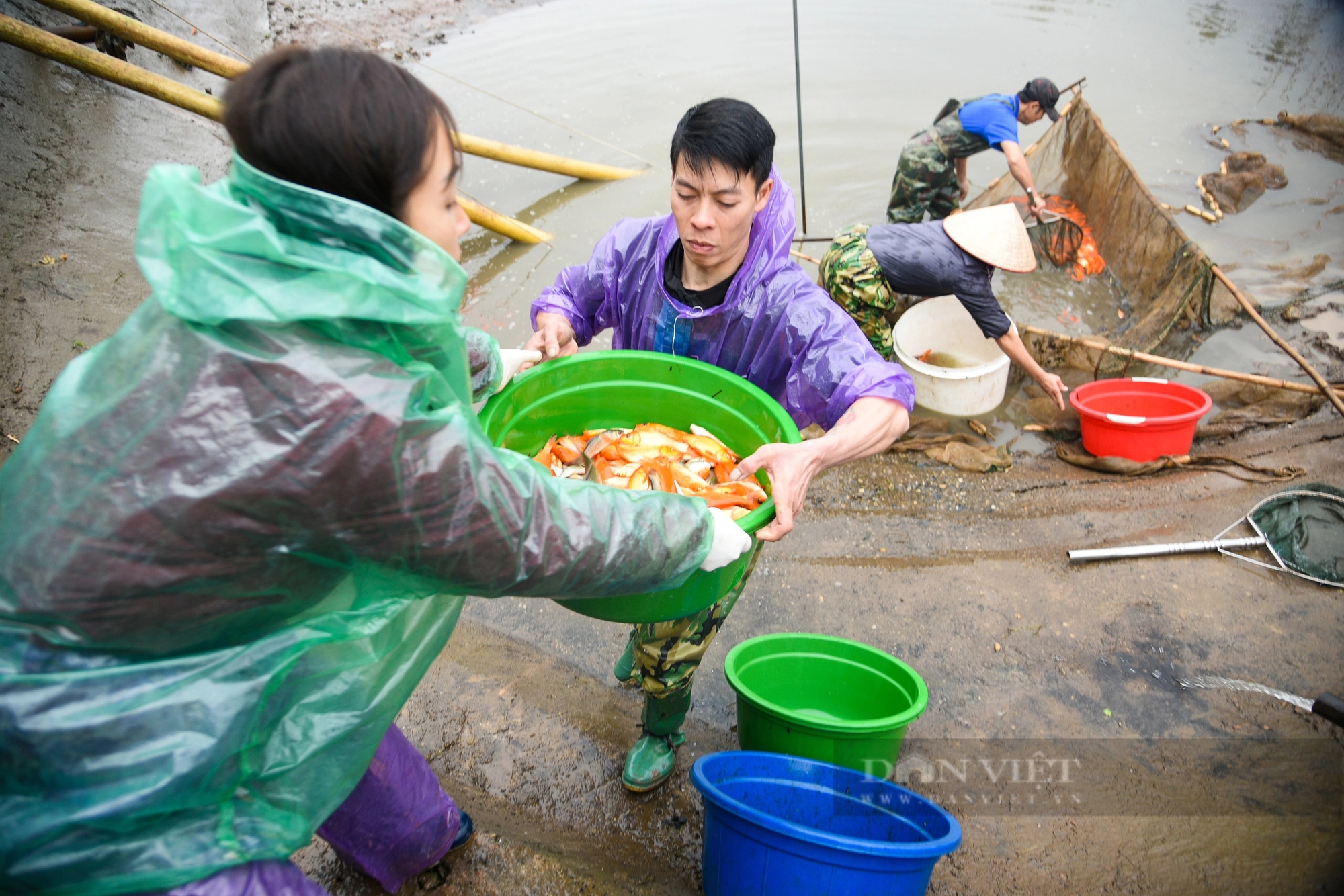 Lội bùn thu hoạch "phương tiện" đưa ông Công ông Táo về trời ở Phú Thọ- Ảnh 5.