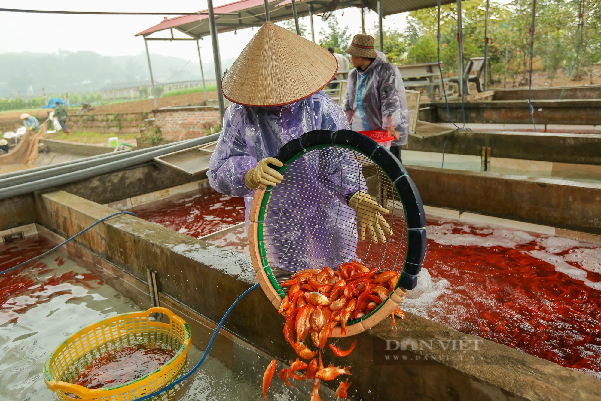 Lội bùn thu hoạch "phương tiện" đưa ông Công ông Táo về trời ở Phú Thọ- Ảnh 11.