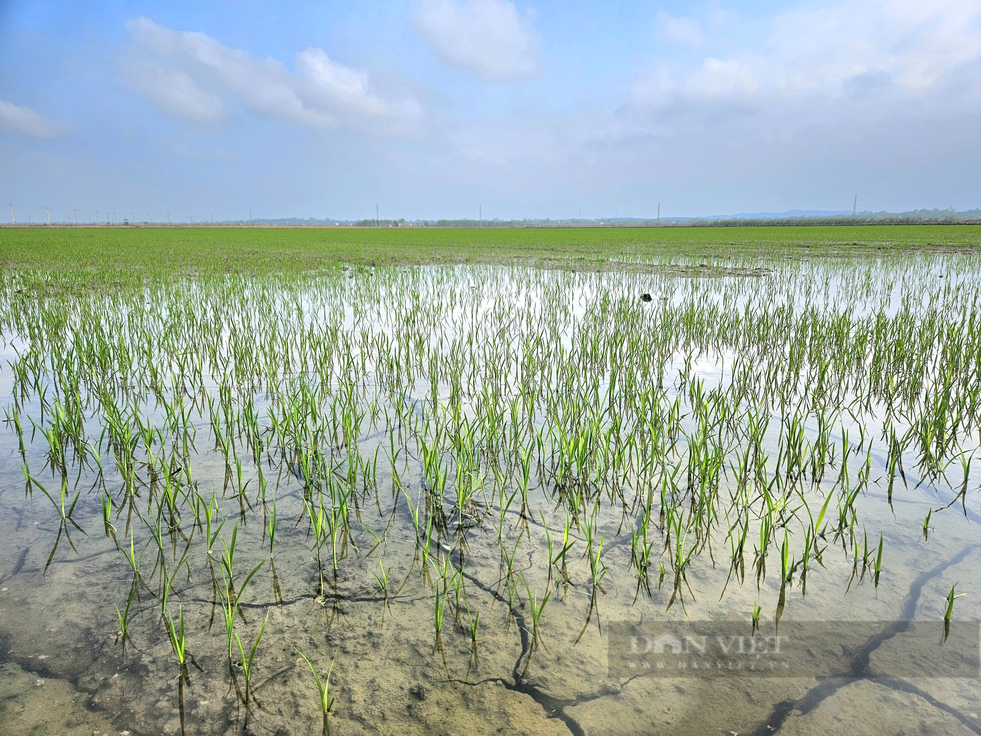 Trên cánh đồng "không dấu chân" dùng máy bay không người lái ở Quảng Bình, lúa đã vươn mầm xanh- Ảnh 1.
