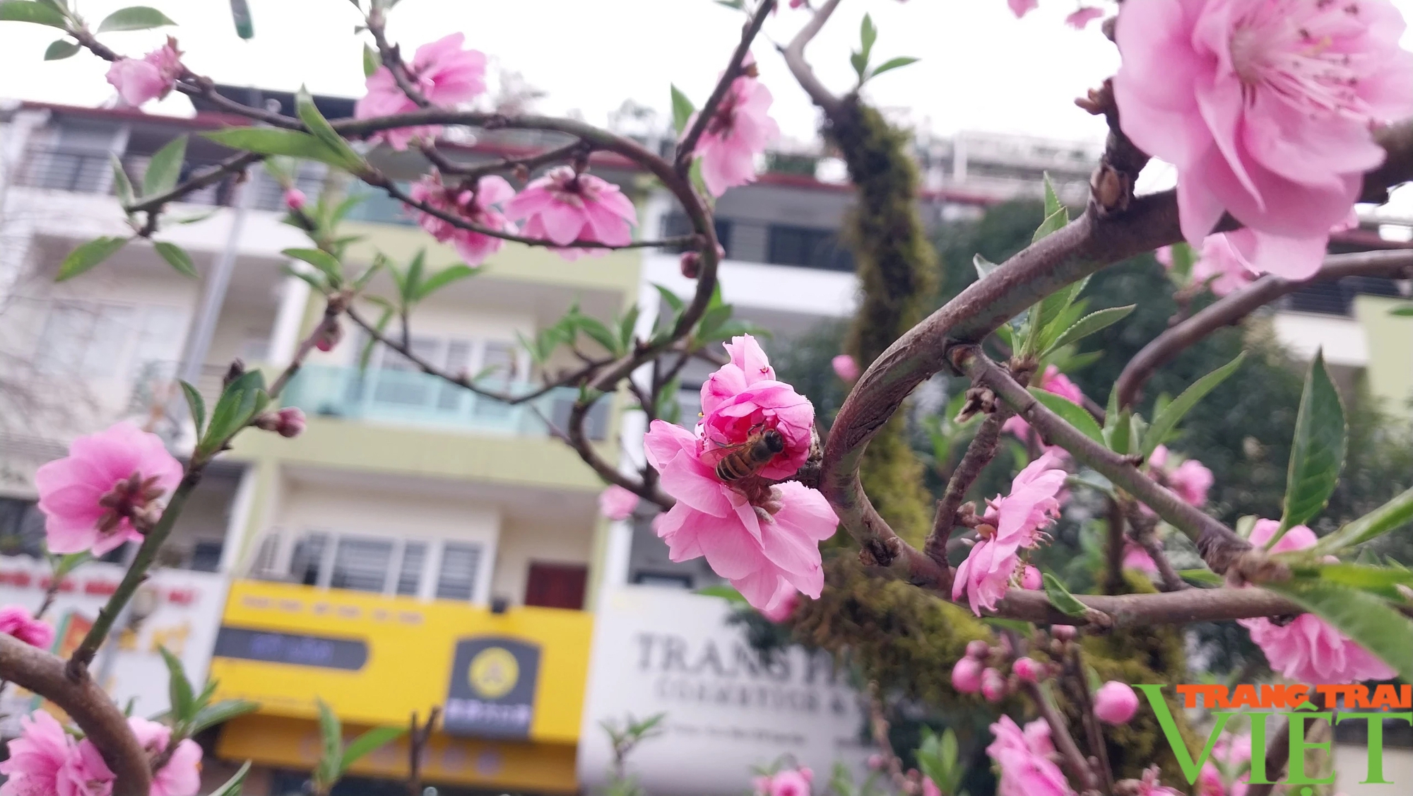 Muôn sắc hoa Xuân xuống phố ở Lào Cai- Ảnh 13.