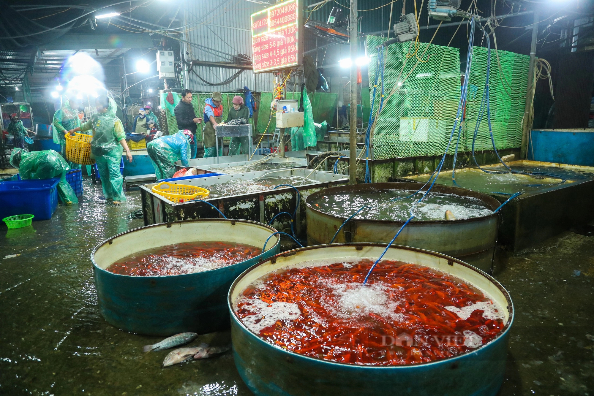 Chợ cá lớn nhất Thủ đô ngập tràn sắc đỏ, bán xuyên đêm trước ngày ông Công, ông Táo về trời- Ảnh 2.