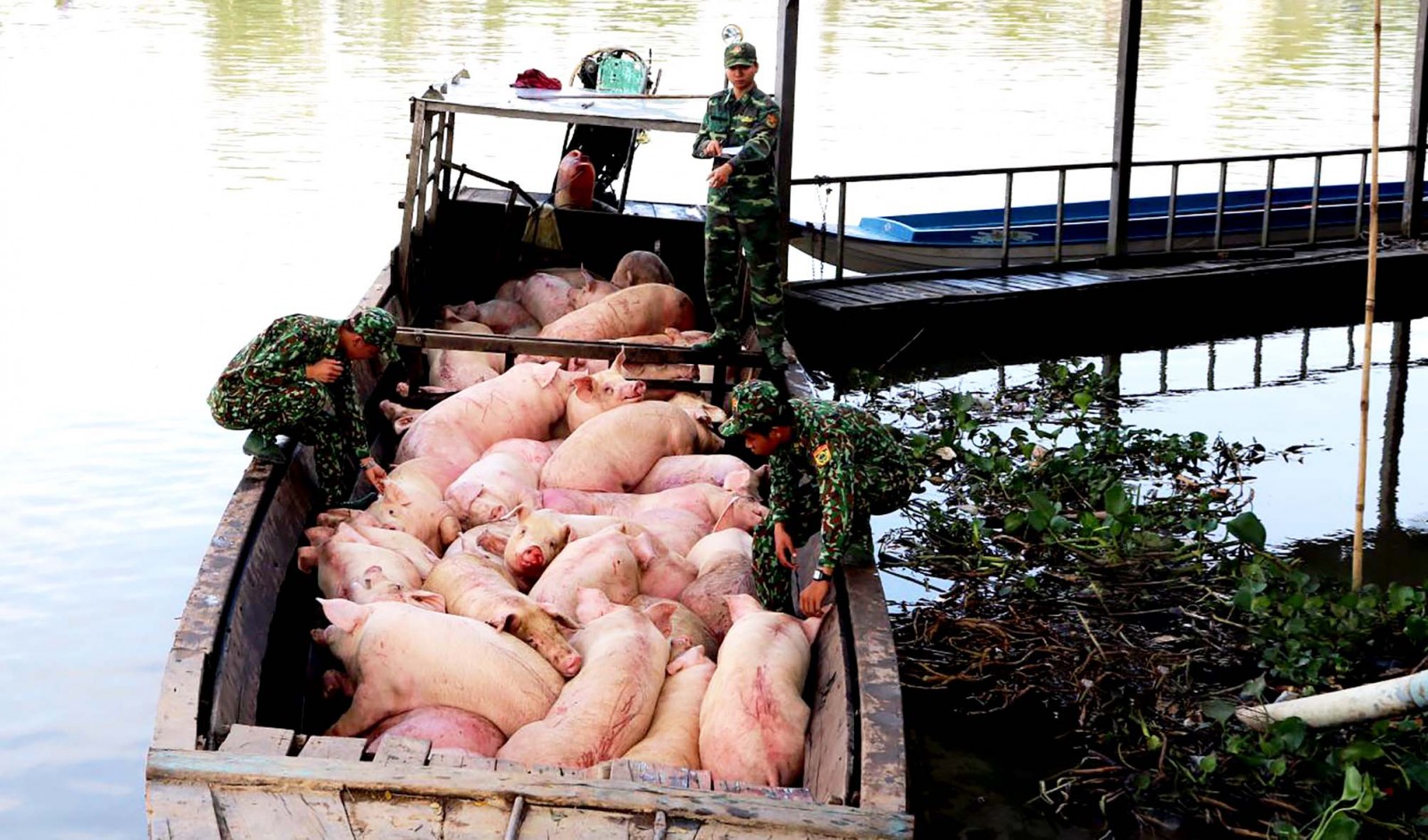 Thủ tướng yêu cầu các tỉnh biên giới Tây Nam ngăn chặn ngay tình trạng nhập lậu trâu, bò, lợn, gia cầm - Ảnh 1.