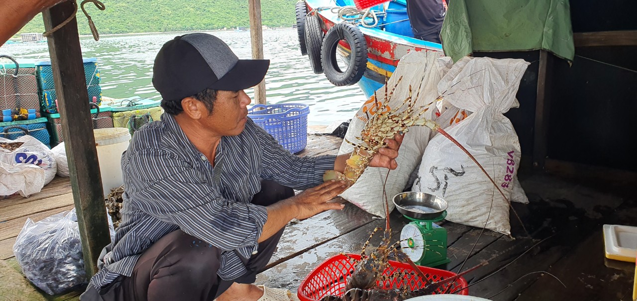 Giáp Tết, tôm hùm Khánh Hòa tăng giá trên 500.000 đồng/kg, người nuôi tôm vui mừng- Ảnh 1.