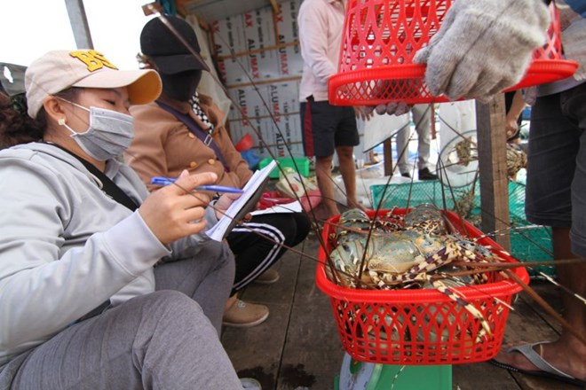 Giáp Tết, tôm hùm Khánh Hòa tăng giá trên 500.000 đồng/kg, người nuôi tôm vui mừng- Ảnh 4.