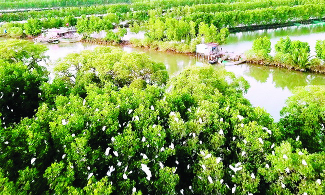 Một hòn đảo ở đầm nước lợ nổi tiếng Bình Định, dân chèo thuyền ra xem, bất ngờ chim hoang dã bay rợp trời- Ảnh 2.