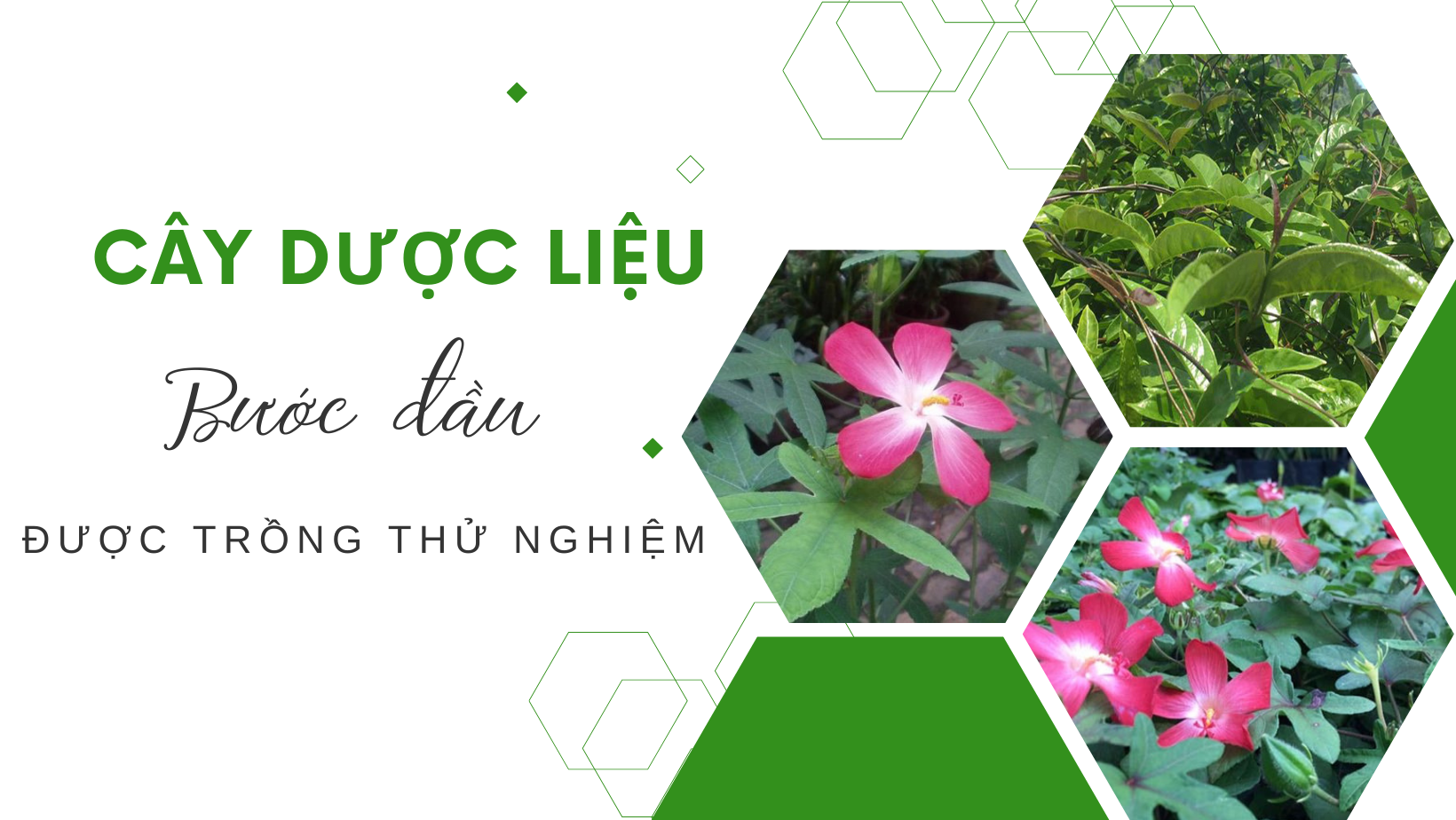 Quảng Nam: Sơn Viên ưu tiên phát triển kinh tế vườn – rừng, tạo động lực nâng cao thu nhập cho người dân- Ảnh 4.