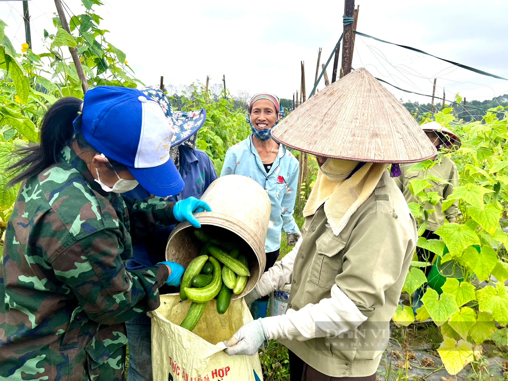 Trồng dưa chuột hữu cơ ở Phú Thọ kiểu gì mà ông chủ ruộng cười tươi, khách hỏi mua tới tấp?- Ảnh 5.