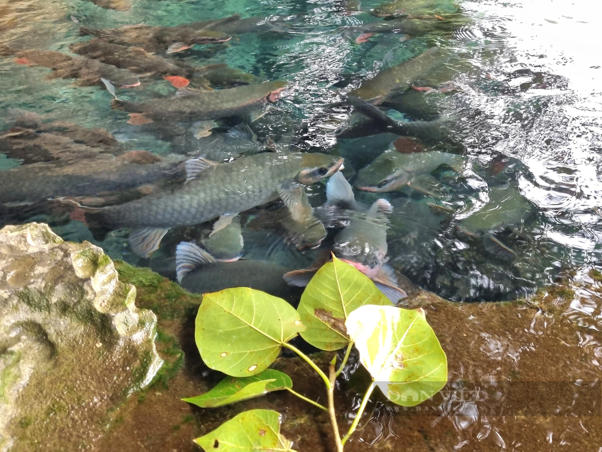 Dày đặc "cá thần" trong hang ở đền Nước tại một làng Thanh Hóa, 10 người đến xem 10 người mê- Ảnh 5.