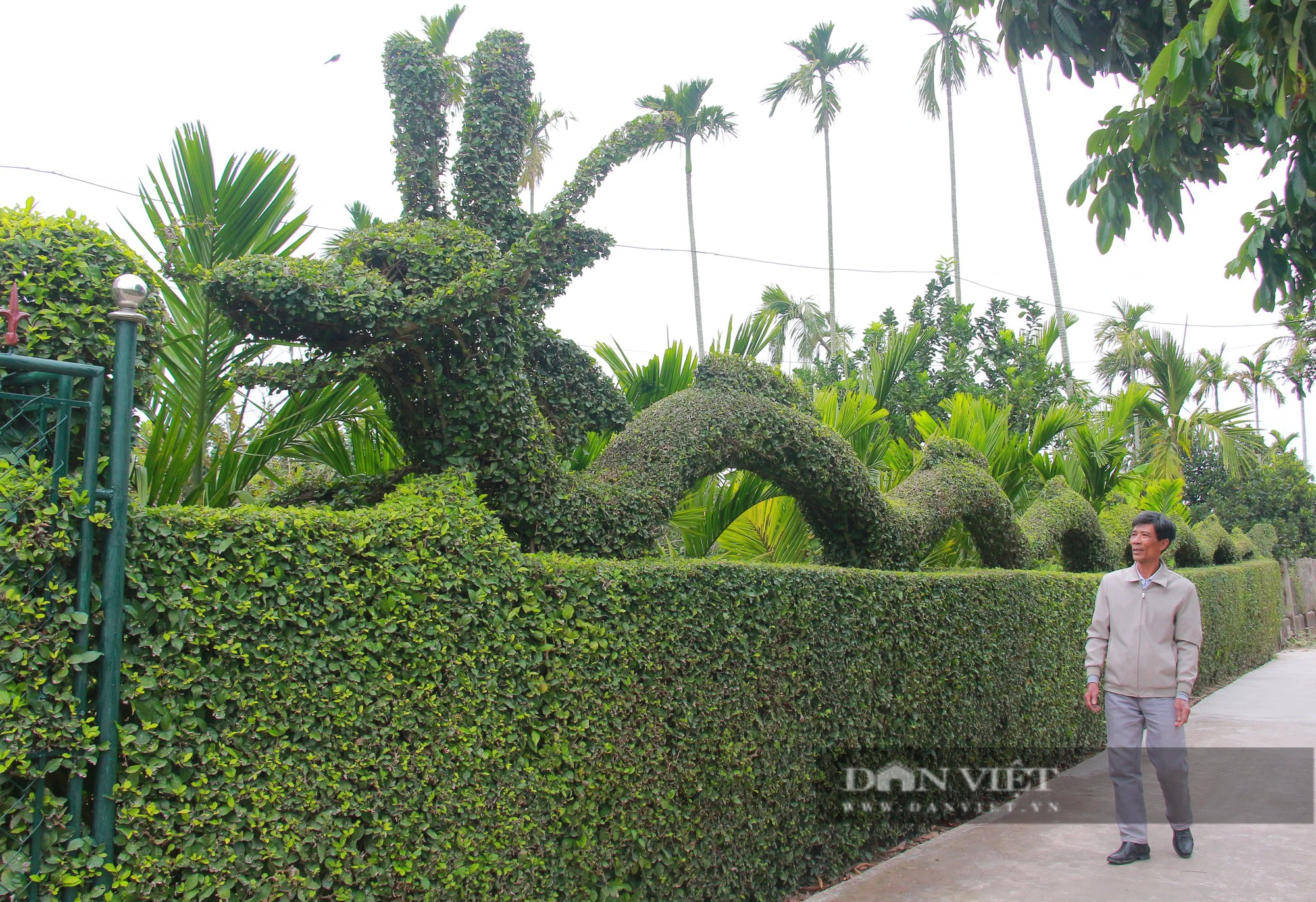 Lạ mắt với linh vật khổng lồ hình rồng dài 30 mét của một gia đình ở Nam Định làm từ cây duối- Ảnh 1.