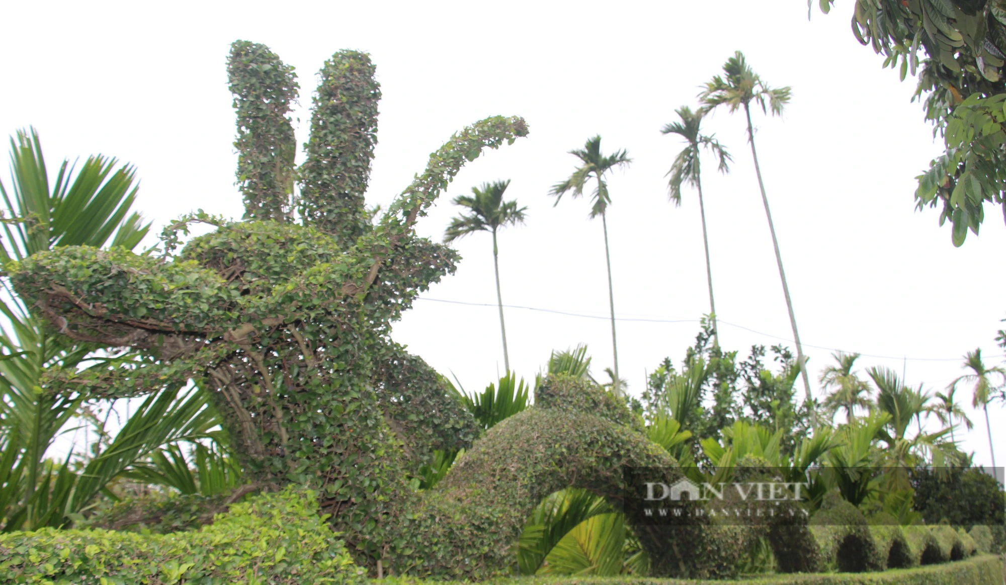 Lạ mắt với linh vật khổng lồ hình rồng dài 30 mét của một gia đình ở Nam Định làm từ cây duối- Ảnh 5.