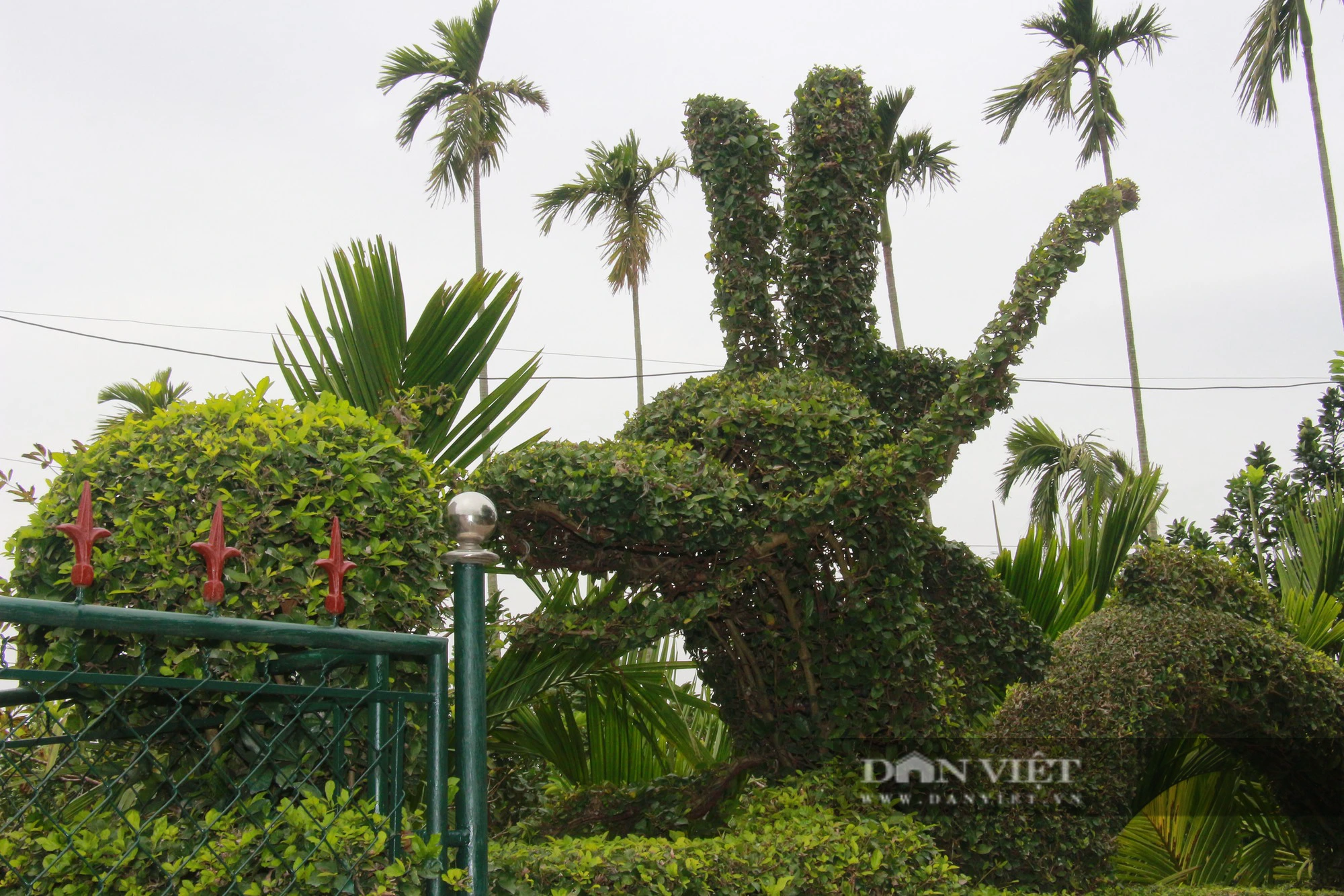 Lạ mắt với linh vật khổng lồ hình rồng dài 30 mét của một gia đình ở Nam Định làm từ cây duối- Ảnh 7.