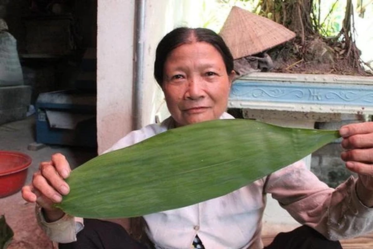 Một loại lá rụng đầy ở Việt Nam bất ngờ trở thành mặt hàng xuất khẩu có giá trị cao- Ảnh 4.