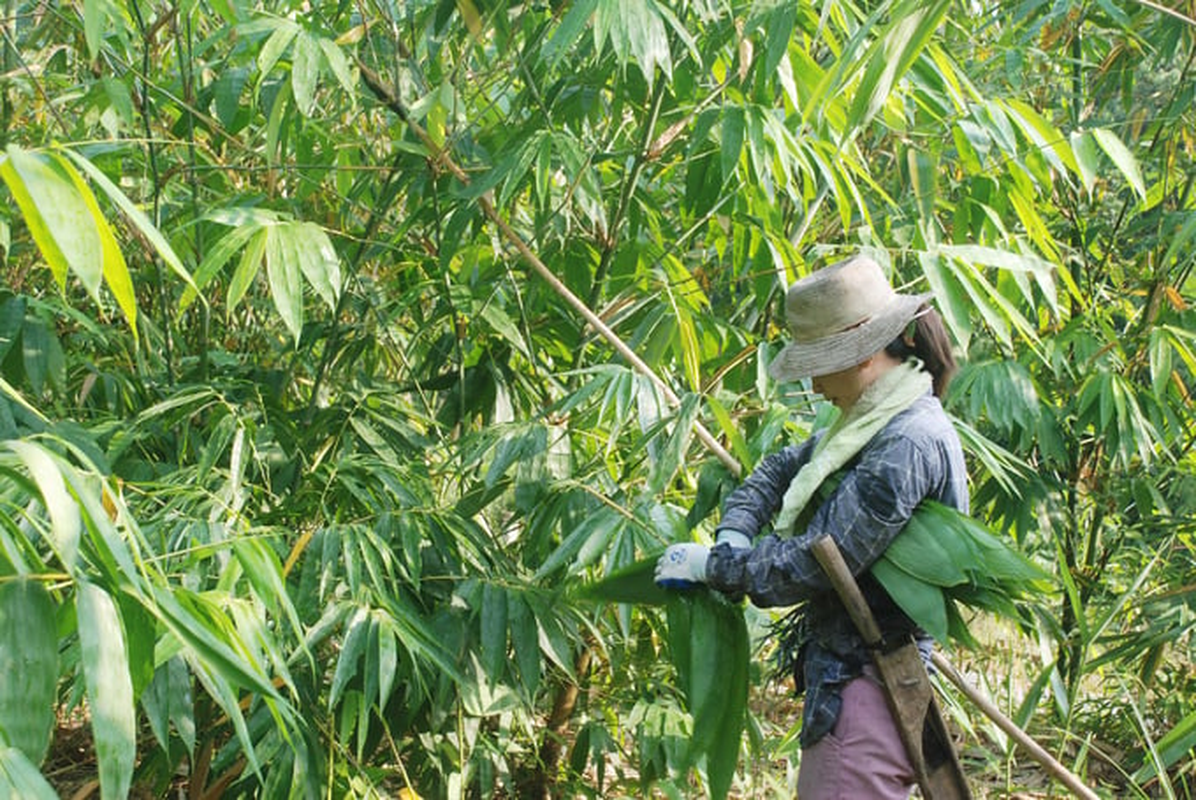 Một loại lá rụng đầy ở Việt Nam bất ngờ trở thành mặt hàng xuất khẩu có giá trị cao- Ảnh 5.