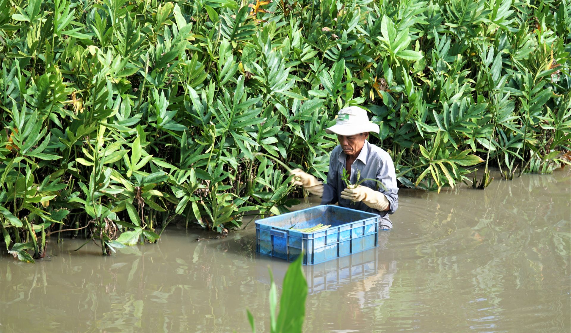 Ở Tây Ninh có vợ chồng ông thương binh trồng rau dại mọc gai, ai ngờ lại bán chạy như tôm tươi- Ảnh 4.