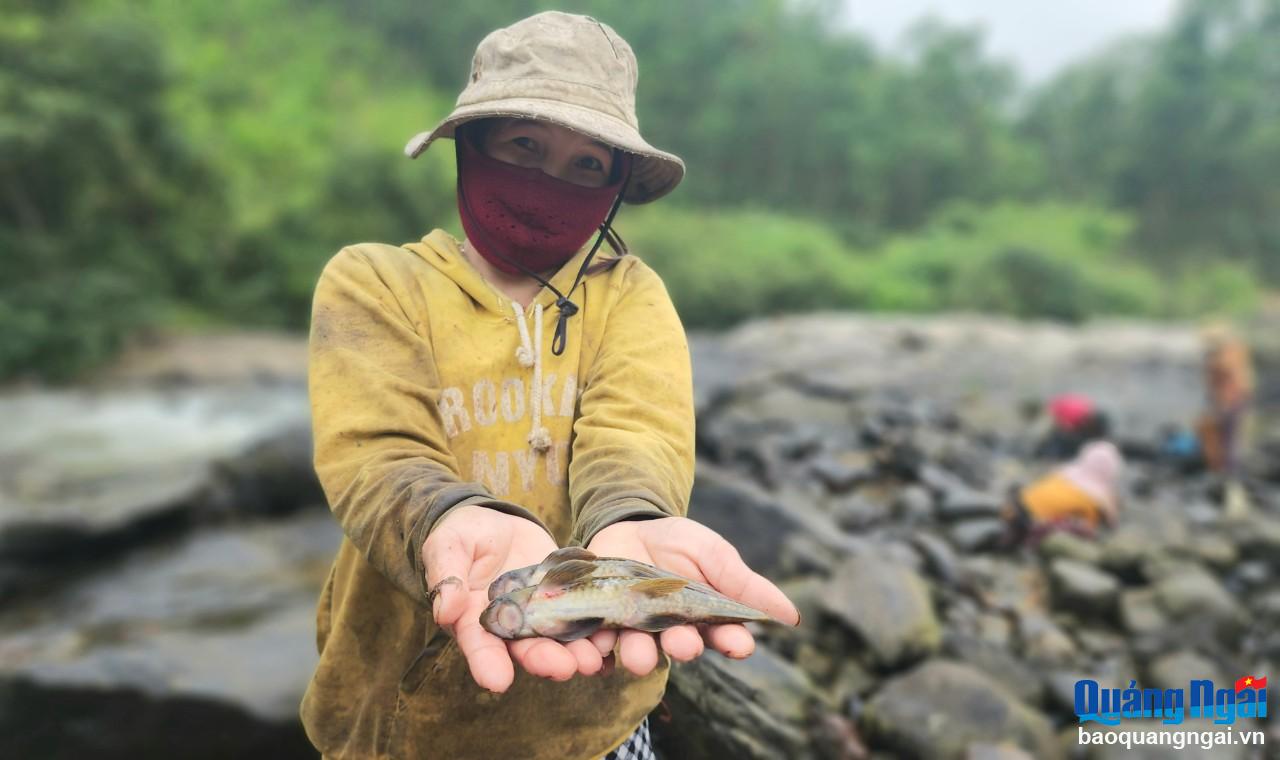 Cận cảnh dân một xã ở Quảng Ngãi bắt cá sông, cá suối kiểu lạ, có loài cá trông lạ lắm luôn- Ảnh 12.