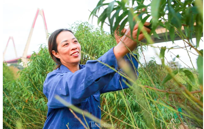 nghề tuốt lá đào