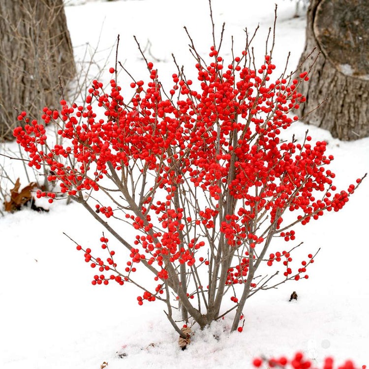 6 cây cảnh quả đỏ trĩu cành nên trồng dịp Tết Nguyên đán, đón năm mới tài lộc, thịnh vượng, ấm no- Ảnh 9.