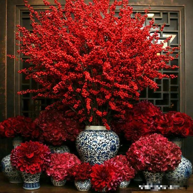6 cây cảnh quả đỏ trĩu cành nên trồng dịp Tết Nguyên đán, đón năm mới tài lộc, thịnh vượng, ấm no- Ảnh 10.