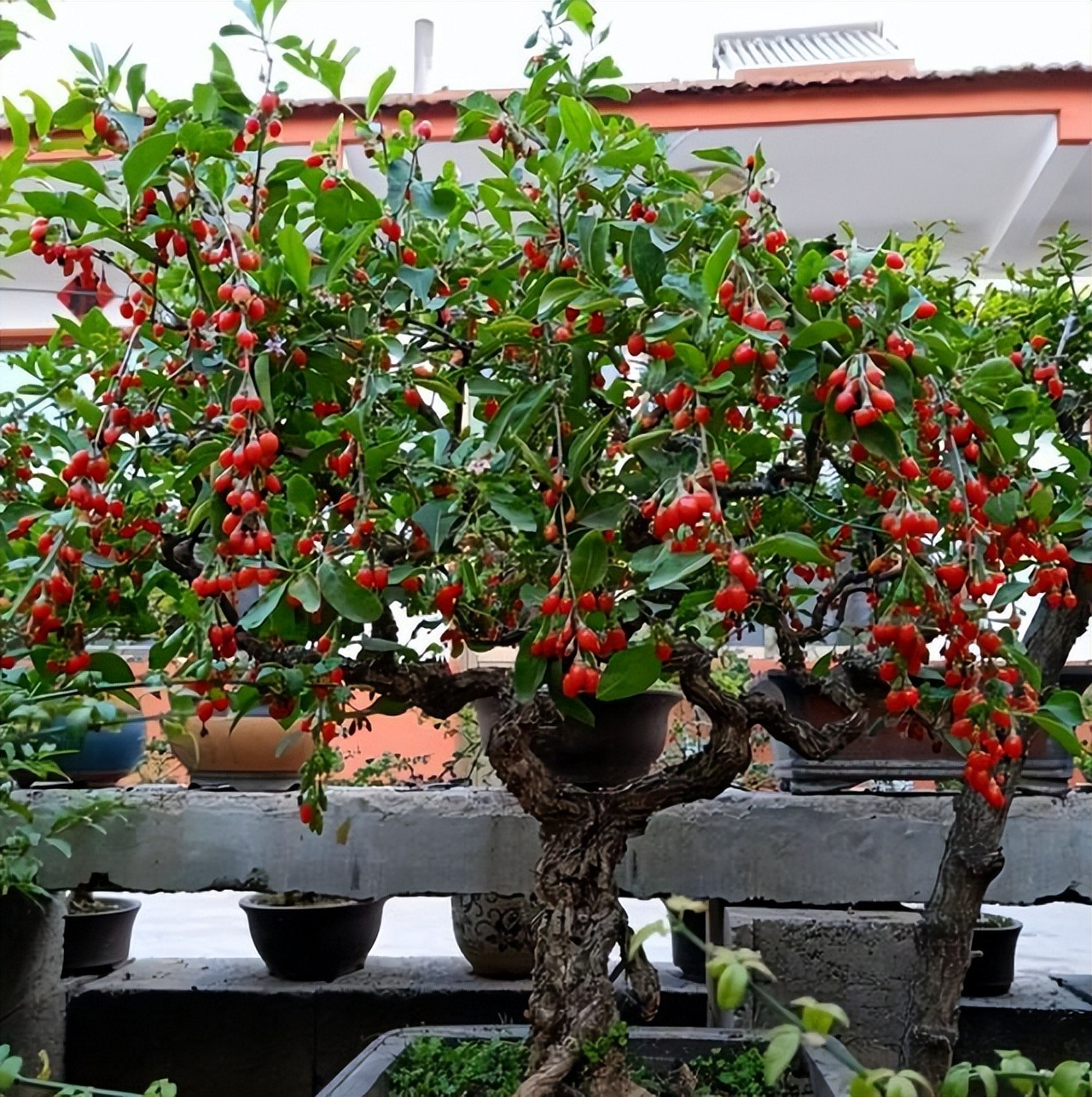 6 cây cảnh quả đỏ trĩu cành nên trồng dịp Tết Nguyên đán, đón năm mới tài lộc, thịnh vượng, ấm no- Ảnh 12.
