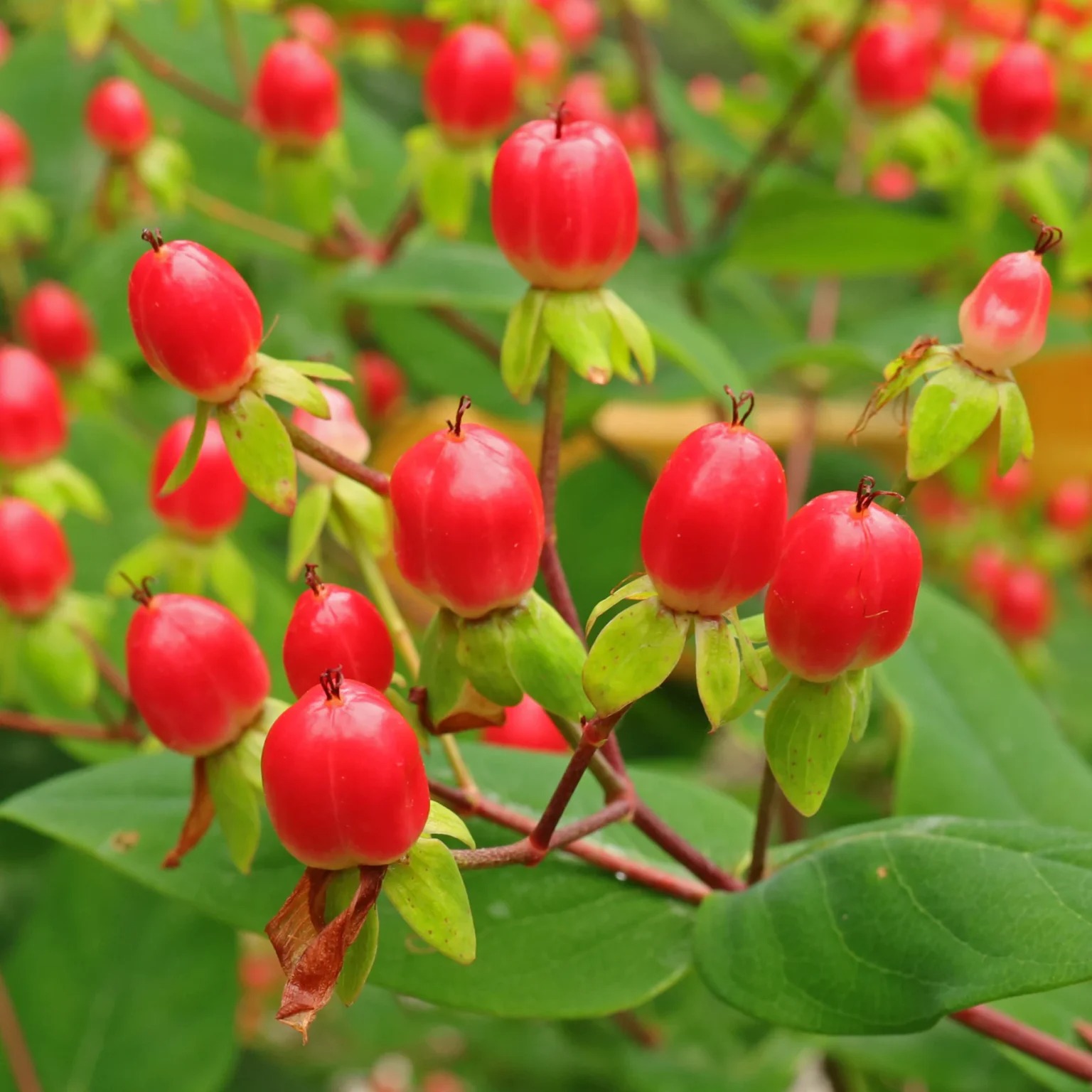 6 cây cảnh quả đỏ trĩu cành nên trồng dịp Tết Nguyên đán, đón năm mới tài lộc, thịnh vượng, ấm no- Ảnh 7.