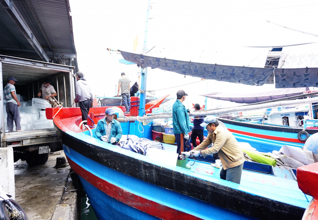 Ở Khánh Hòa bây giờ đây đã vào mùa đánh bắt loại cá "khổng lồ" bán đắt tiền- Ảnh 1.
