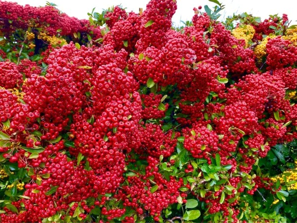 6 cây cảnh quả đỏ trĩu cành nên trồng dịp Tết Nguyên đán, đón năm mới tài lộc, thịnh vượng, ấm no- Ảnh 1.