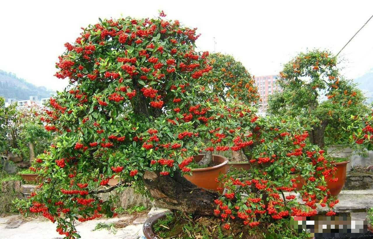 6 cây cảnh quả đỏ trĩu cành nên trồng dịp Tết Nguyên đán, đón năm mới tài lộc, thịnh vượng, ấm no- Ảnh 2.