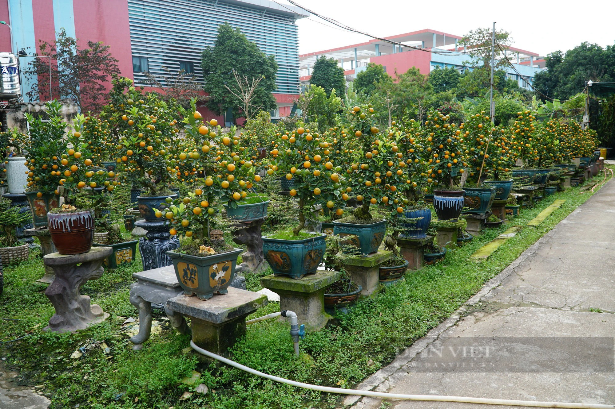Khu vườn nhà ông Trương Ngọc Xuân (Bắc Từ Liêm, Hà Nội) có khoảng hơn 200 gốc quất được ghép với cây cần thăng đem lại giá trị kinh tế cao. Ảnh: Trung Hiếu