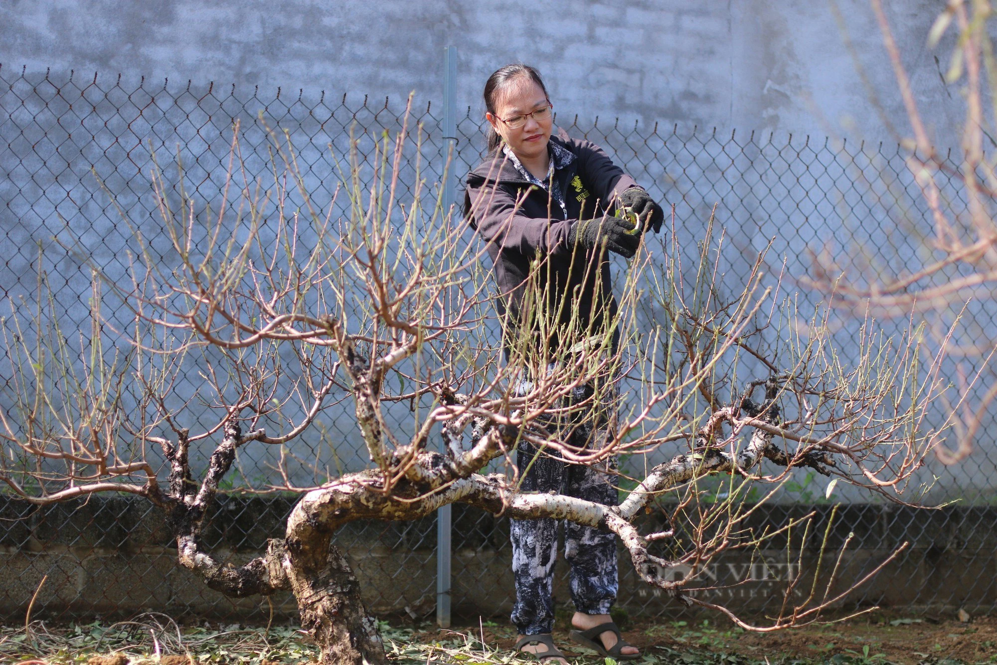 Nông dân một huyện của Hòa Bình đang tất bật chăm đào Tết, chuẩn bị đưa ra thị trường cây đào đẹp- Ảnh 1.