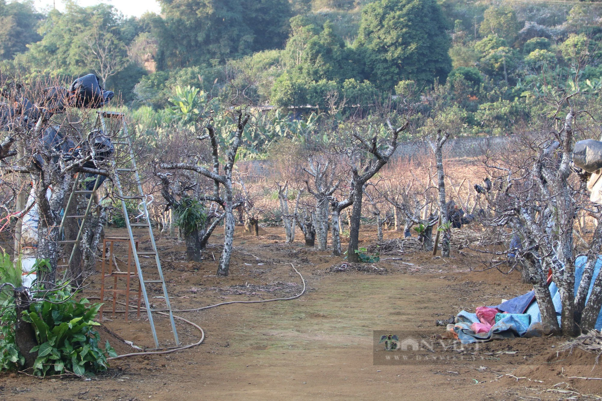 Nông dân một huyện của Hòa Bình đang tất bật chăm đào Tết, chuẩn bị đưa ra thị trường cây đào đẹp- Ảnh 3.