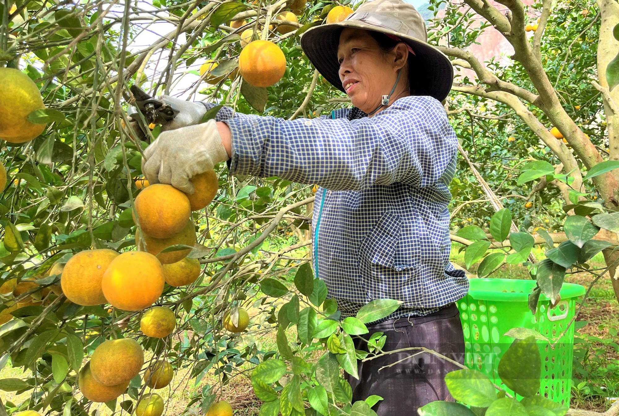 Một nông dân Nghệ An chế loại nước đặc biệt đem treo trong vườn tiền tỷ, côn trùng lập tức tránh xa- Ảnh 2.