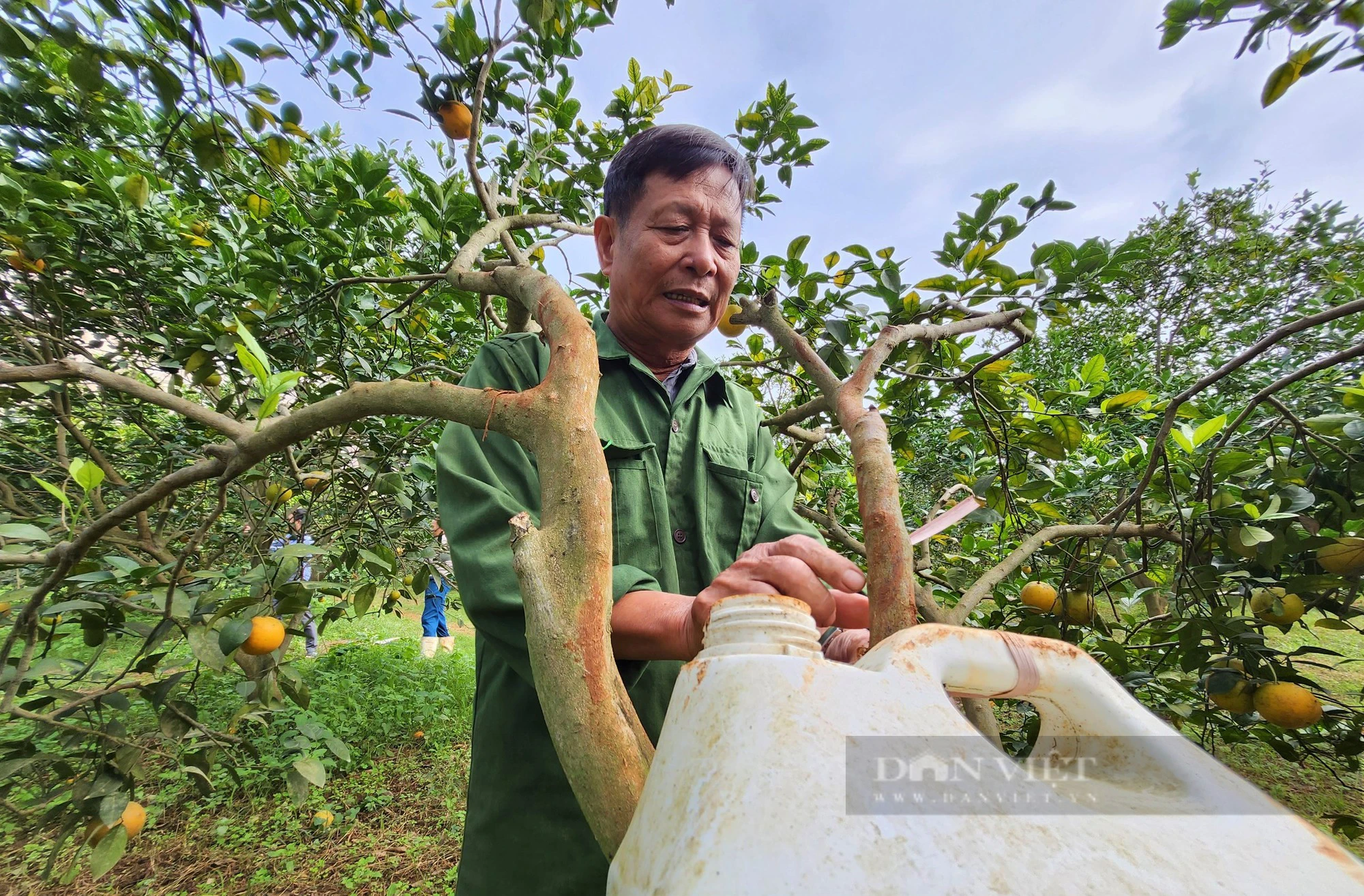 Một nông dân Nghệ An chế loại nước đặc biệt đem treo trong vườn tiền tỷ, côn trùng lập tức tránh xa- Ảnh 4.