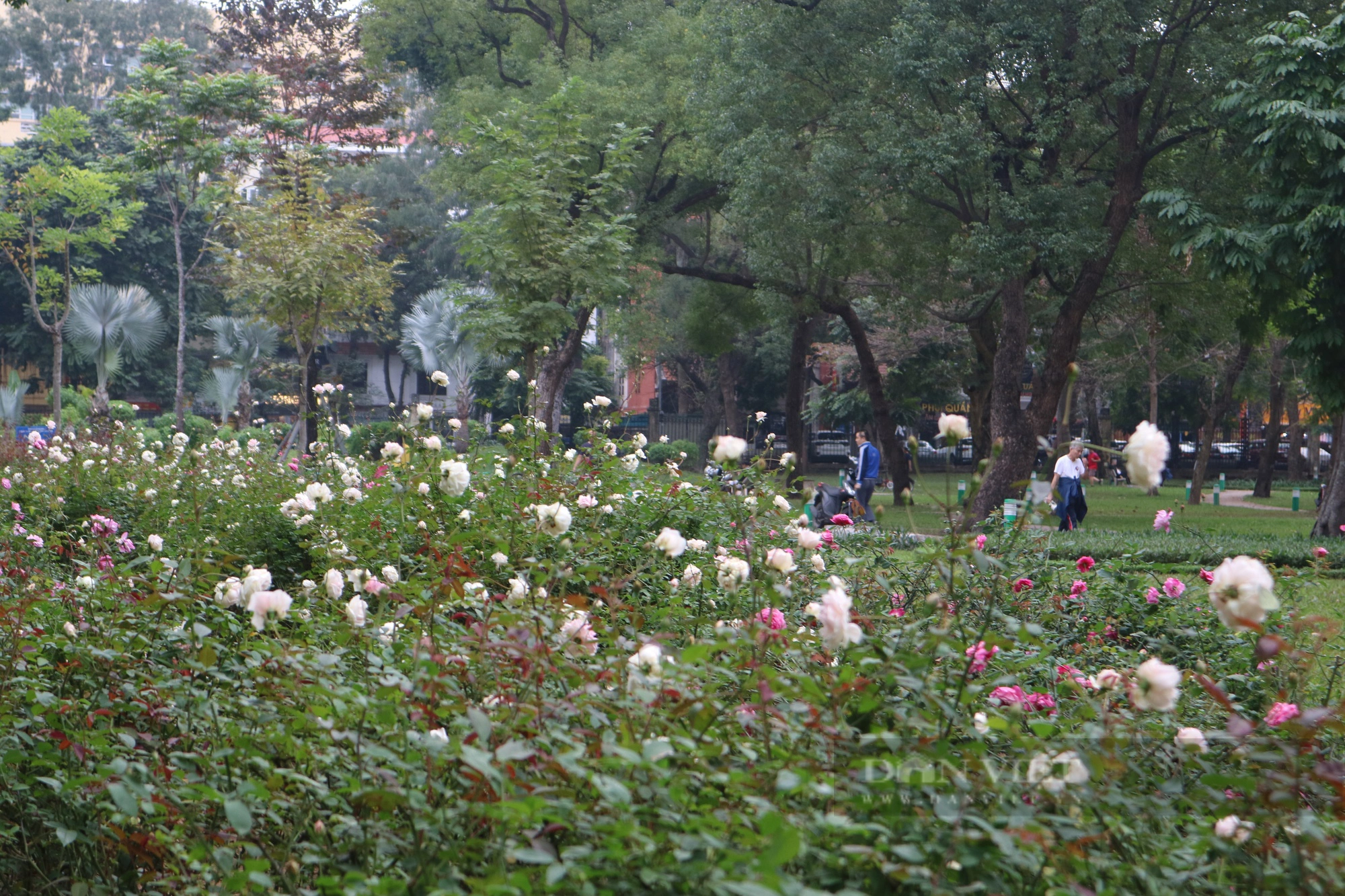 Mãn nhãn với "rừng" hoa hồng tại Công viên Thống Nhất- Ảnh 1.
