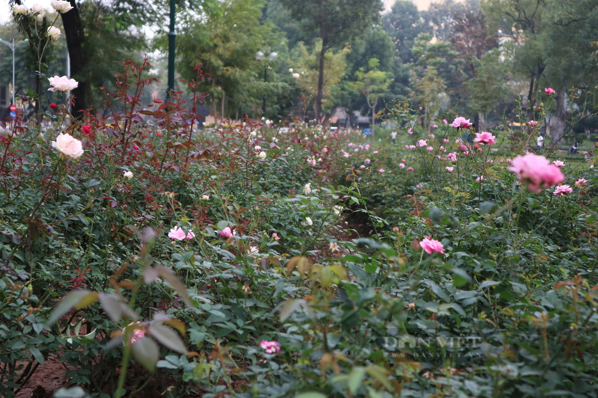 Mãn nhãn với "rừng" hoa hồng tại Công viên Thống Nhất- Ảnh 2.