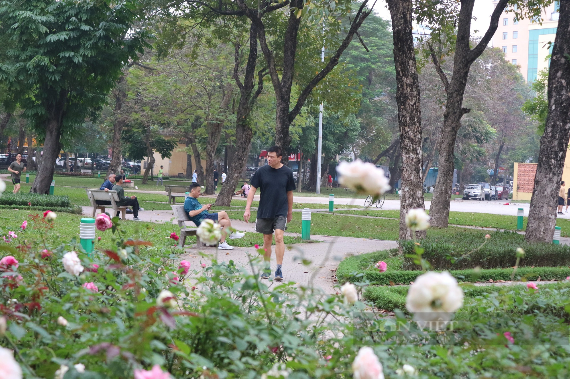 Mãn nhãn với "rừng" hoa hồng tại Công viên Thống Nhất- Ảnh 3.