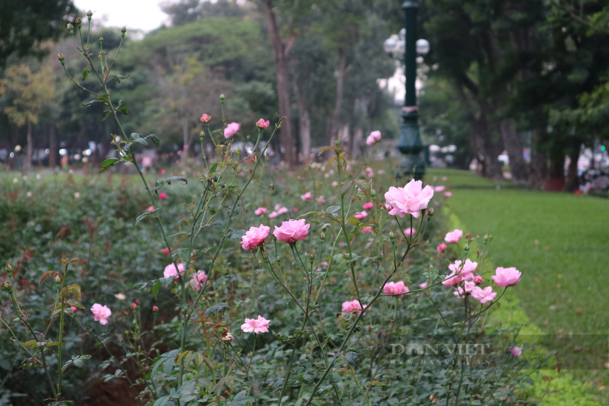 Mãn nhãn với "rừng" hoa hồng tại Công viên Thống Nhất- Ảnh 4.