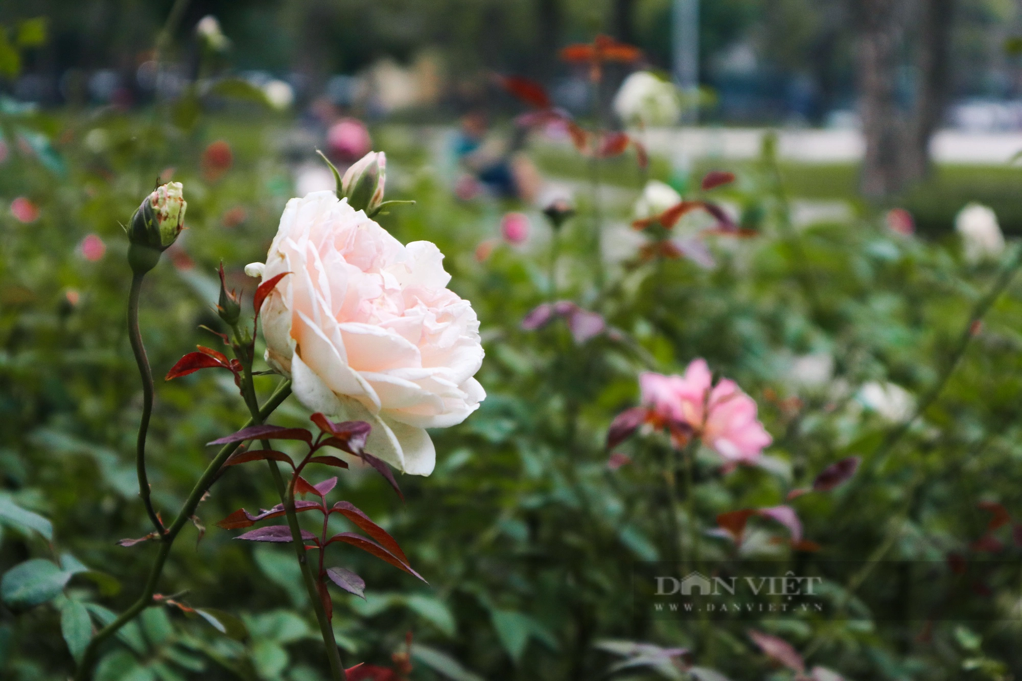 Mãn nhãn với "rừng" hoa hồng tại Công viên Thống Nhất- Ảnh 5.