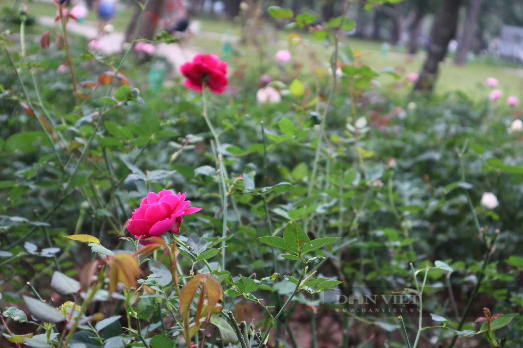 Mãn nhãn với "rừng" hoa hồng tại Công viên Thống Nhất- Ảnh 6.