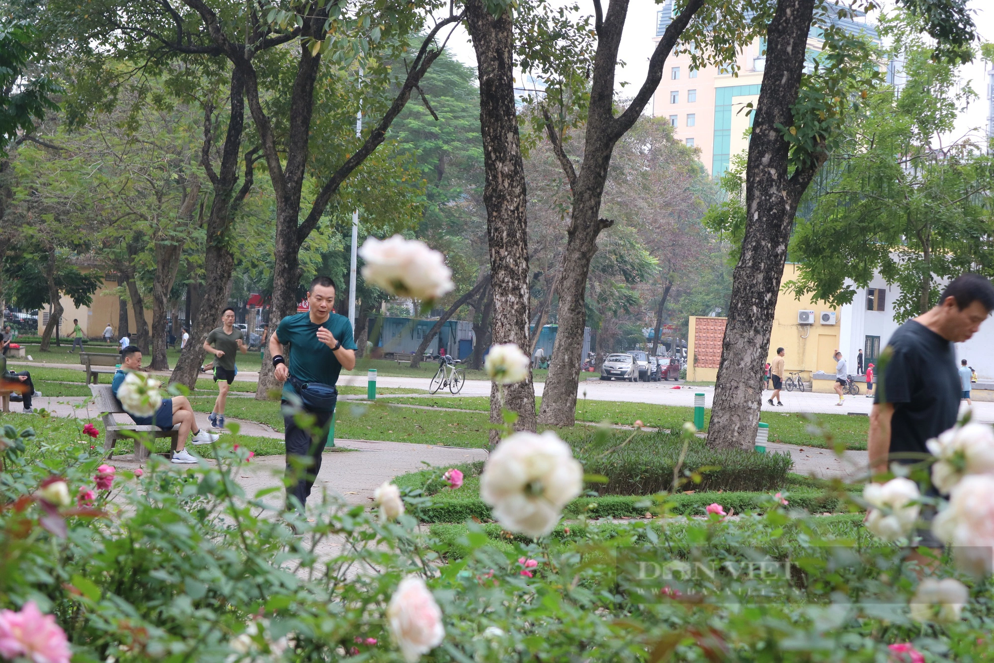 Mãn nhãn với "rừng" hoa hồng tại Công viên Thống Nhất- Ảnh 7.