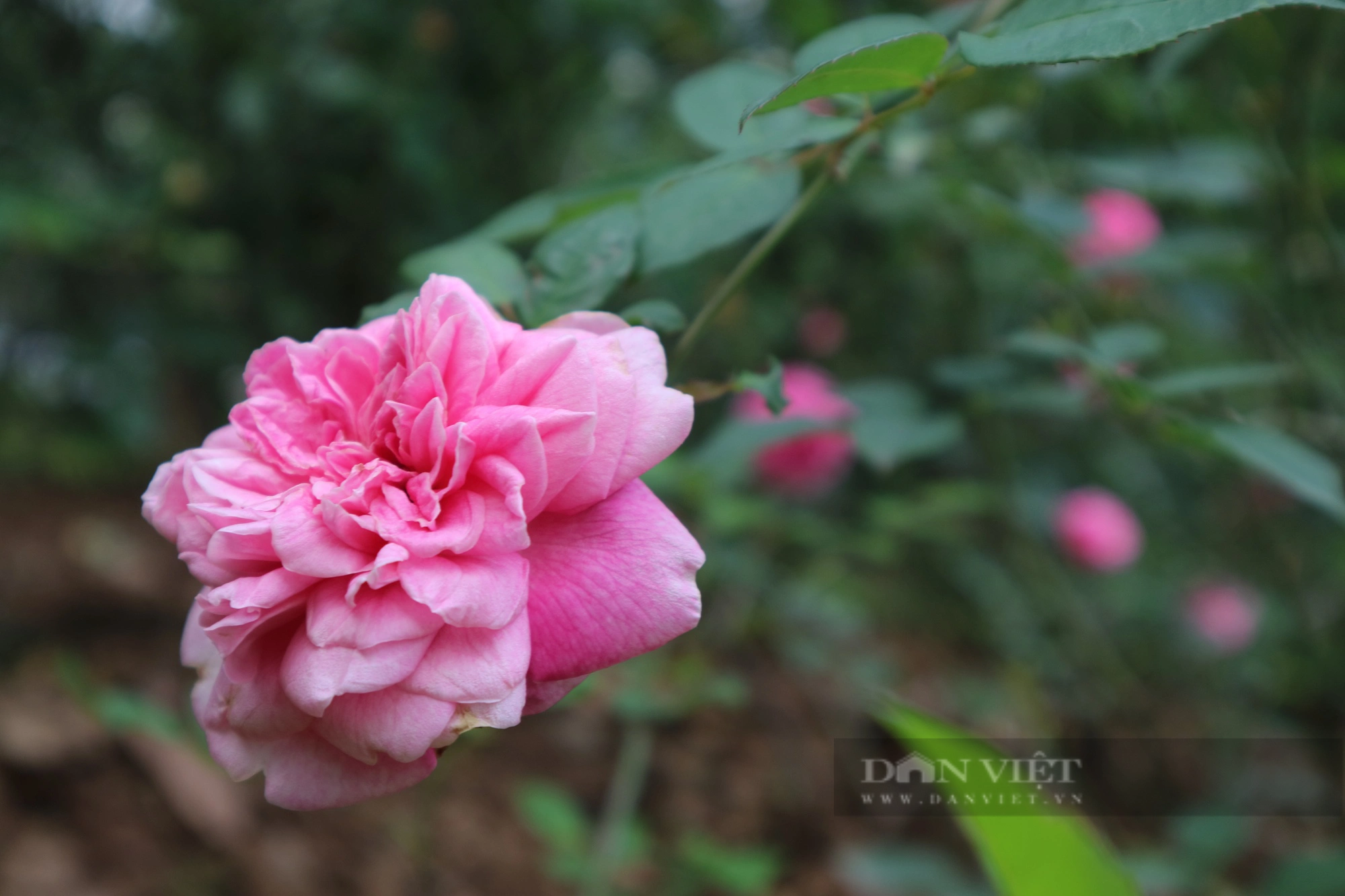 Mãn nhãn với "rừng" hoa hồng tại Công viên Thống Nhất- Ảnh 8.