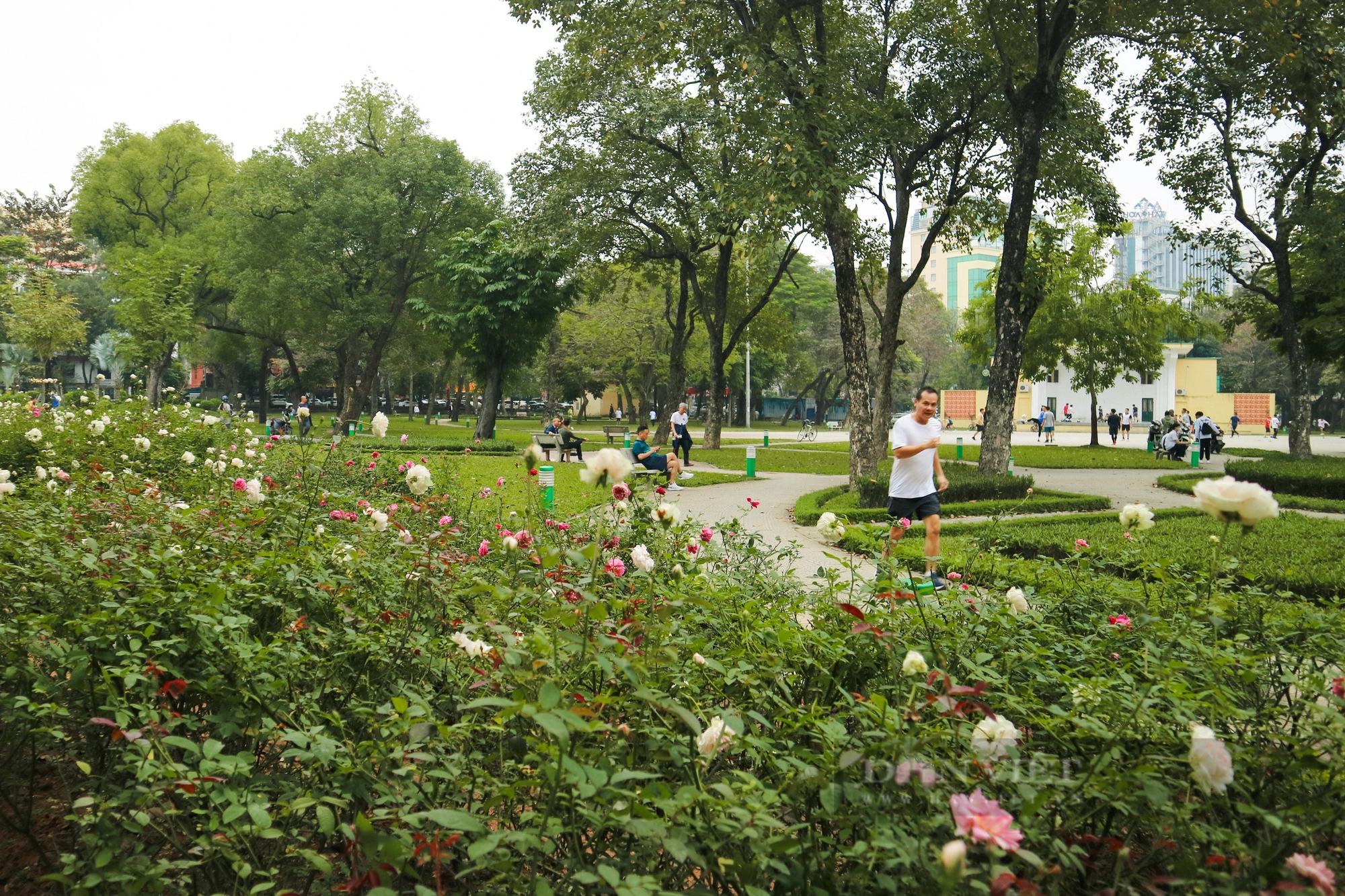 Mãn nhãn với "rừng" hoa hồng tại Công viên Thống Nhất- Ảnh 10.