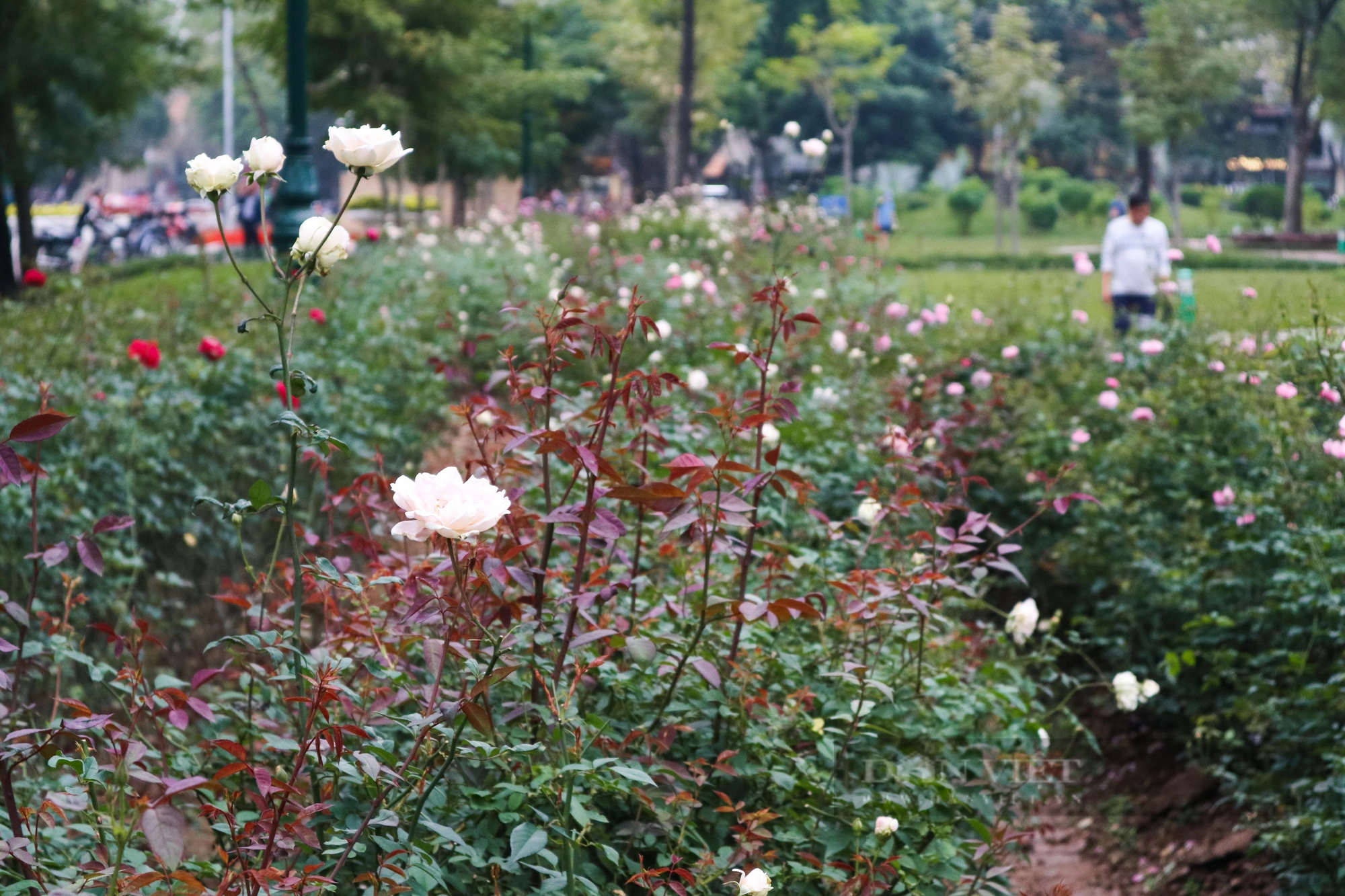 Mãn nhãn với "rừng" hoa hồng tại Công viên Thống Nhất- Ảnh 11.