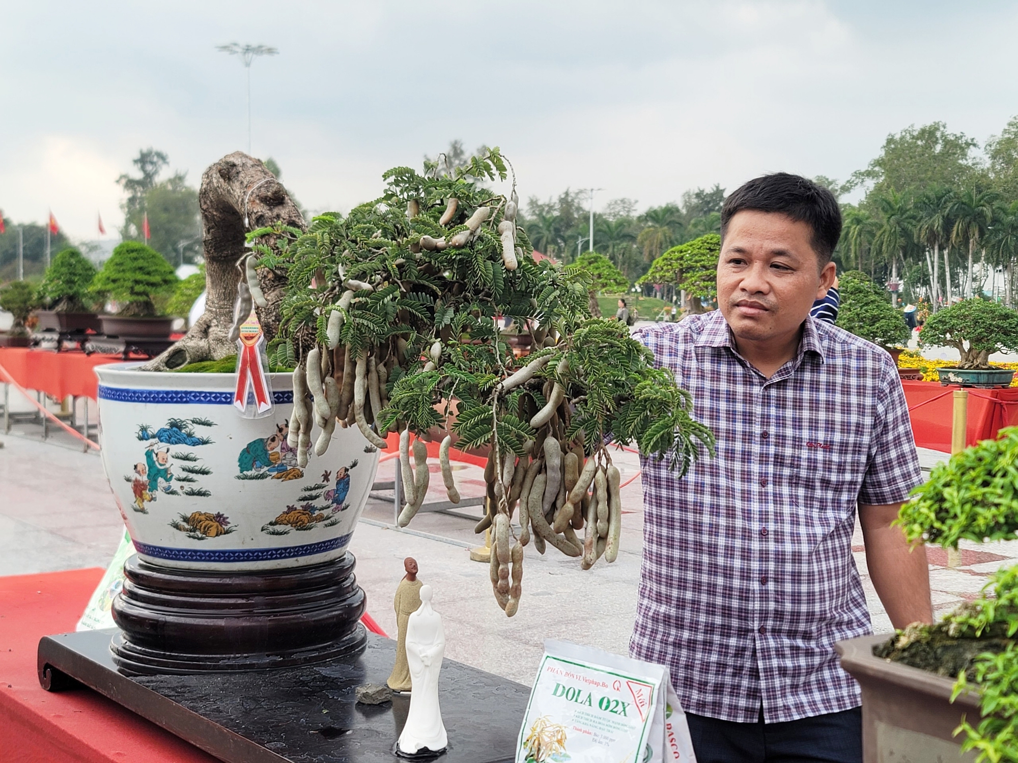 Cây me bonsai độc lạ ở Đồng Tháp, thân nhỏ xíu nhưng mang đầy trái - Ảnh 4.