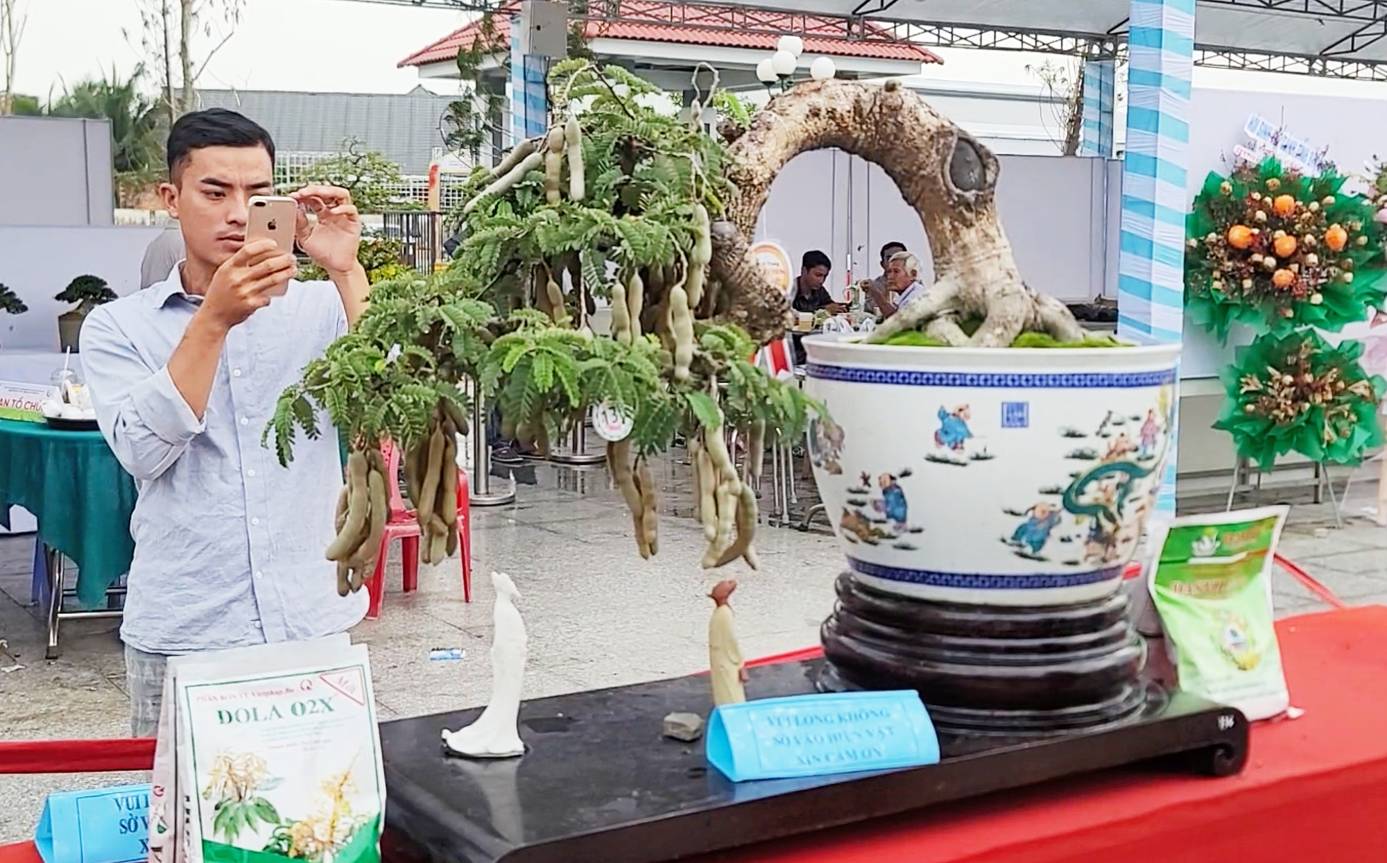 Cây me bonsai độc lạ ở Đồng Tháp, thân nhỏ xíu nhưng mang đầy trái - Ảnh 3.