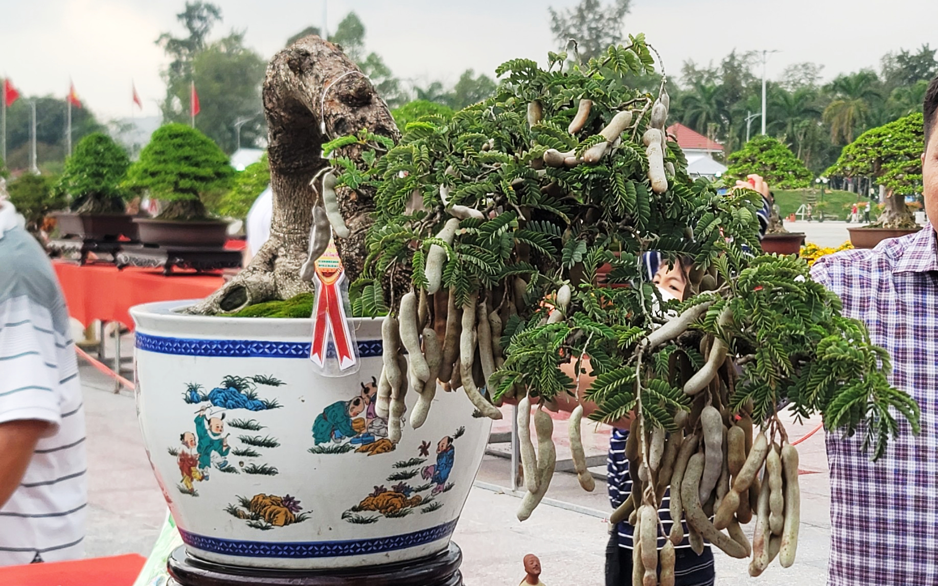 Cây me bonsai độc lạ ở Đồng Tháp, thân nhỏ xíu nhưng mang đầy trái - Ảnh 1.